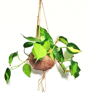 Philodendron Brasil Büyük Boy